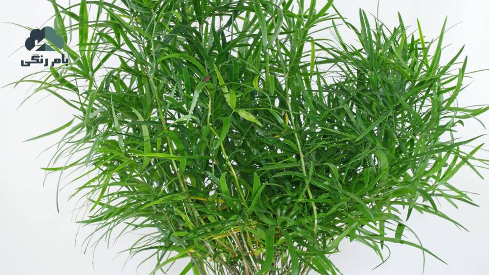 گیاه سرخس مارچوبه